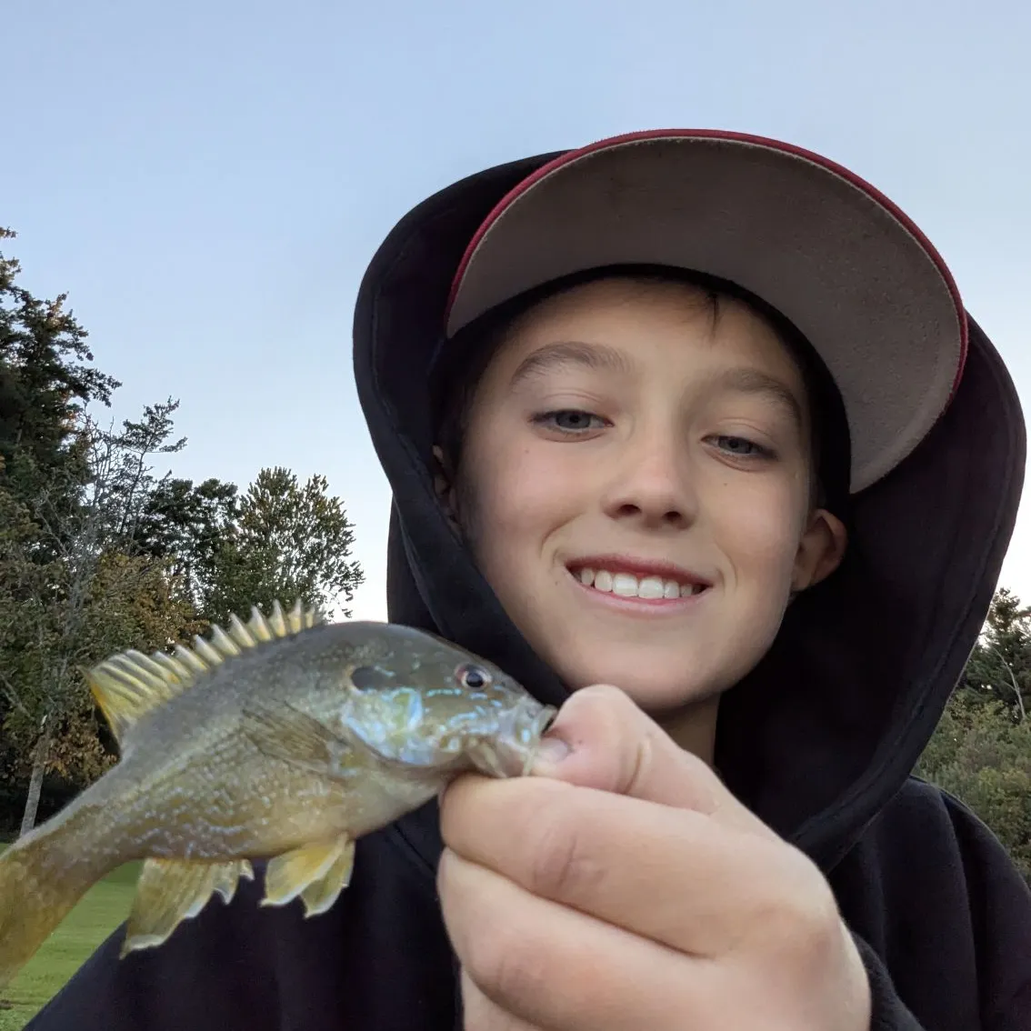Green sunfish caught on Fishbrain