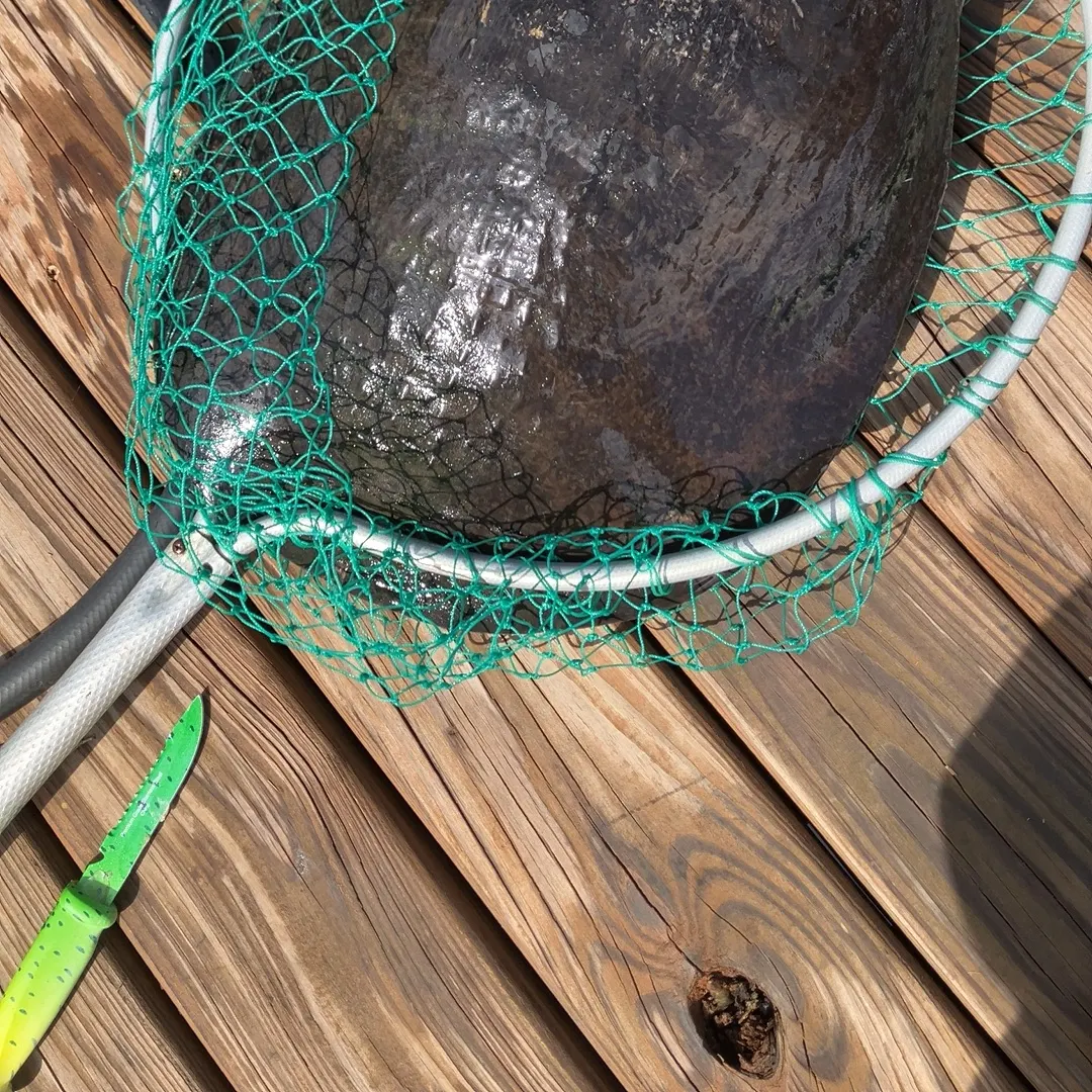 The most recent Spiny softshell turtle catches on Fishbrain
