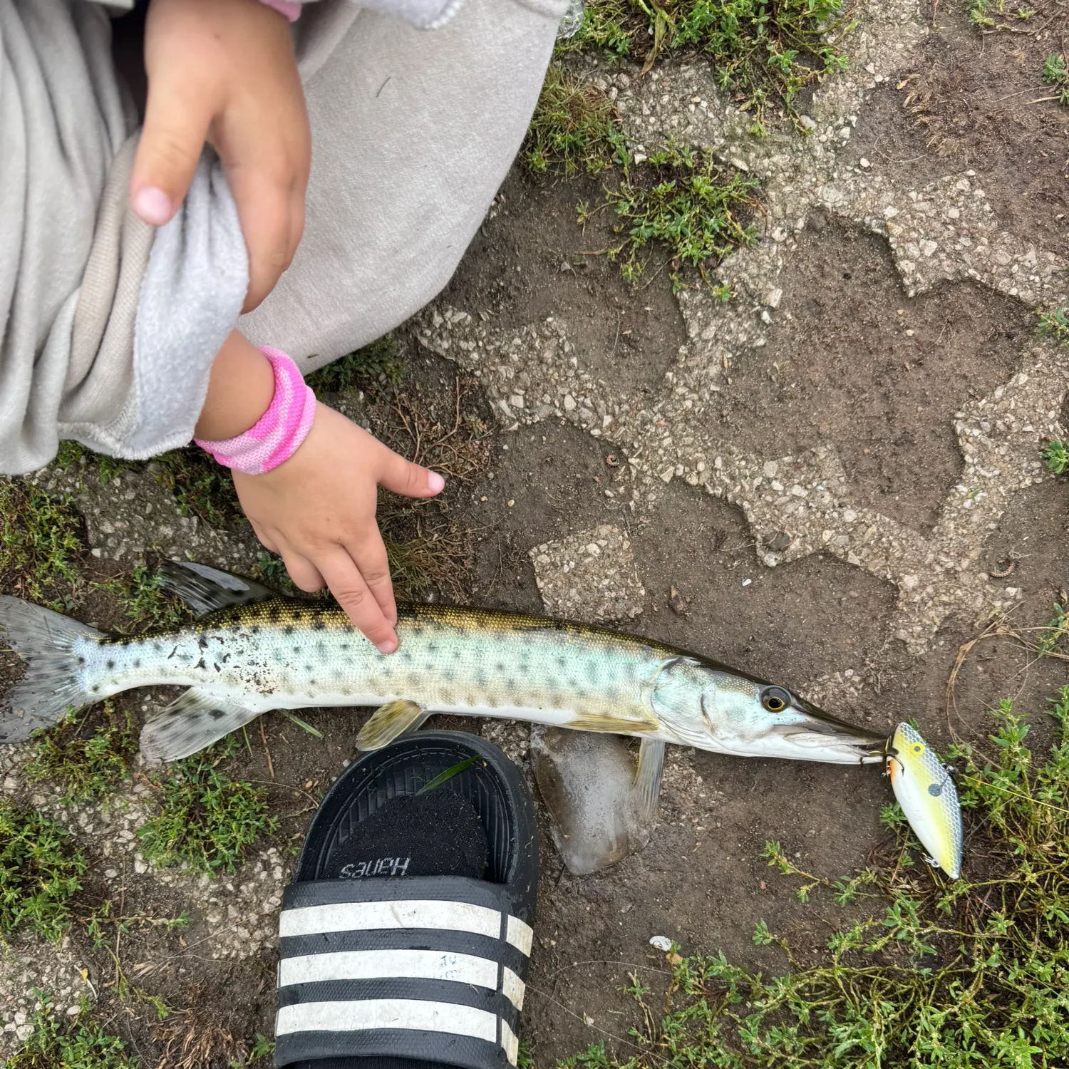 Muskie caught on Fishbrain