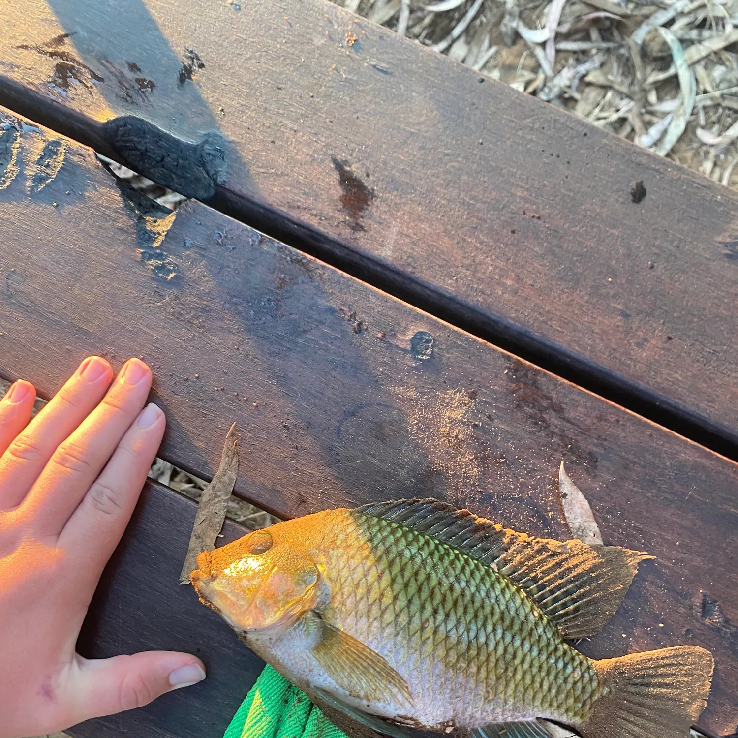 Redbelly tilapia caught on Fishbrain