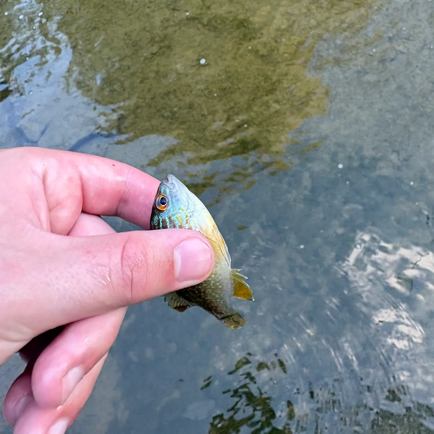Longear sunfish caught on Fishbrain