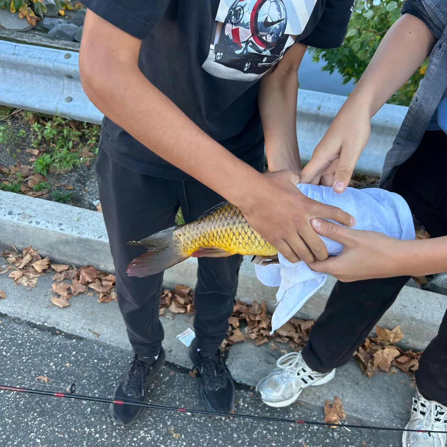 Common carp caught on Fishbrain