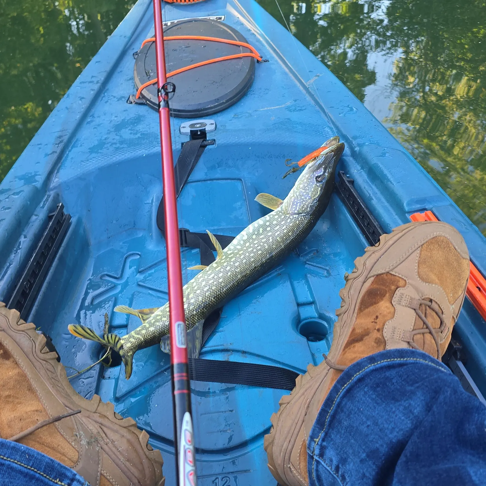 Northern pike caught on Fishbrain