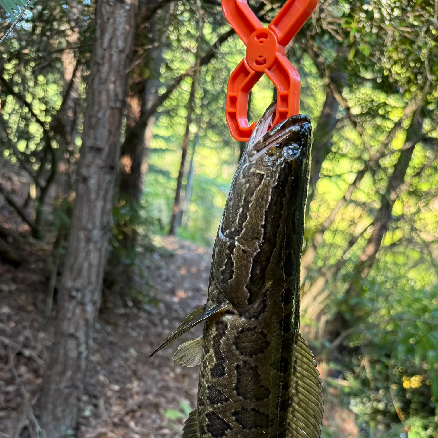 Northern snakehead caught on Fishbrain