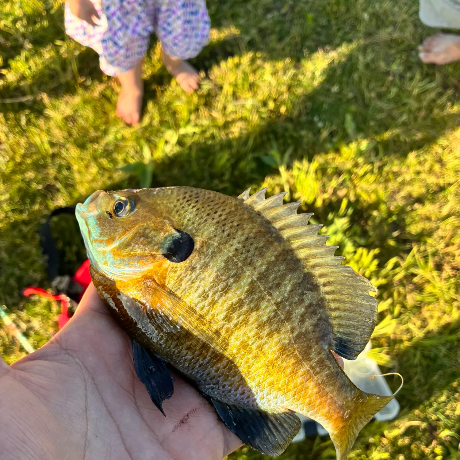 catch