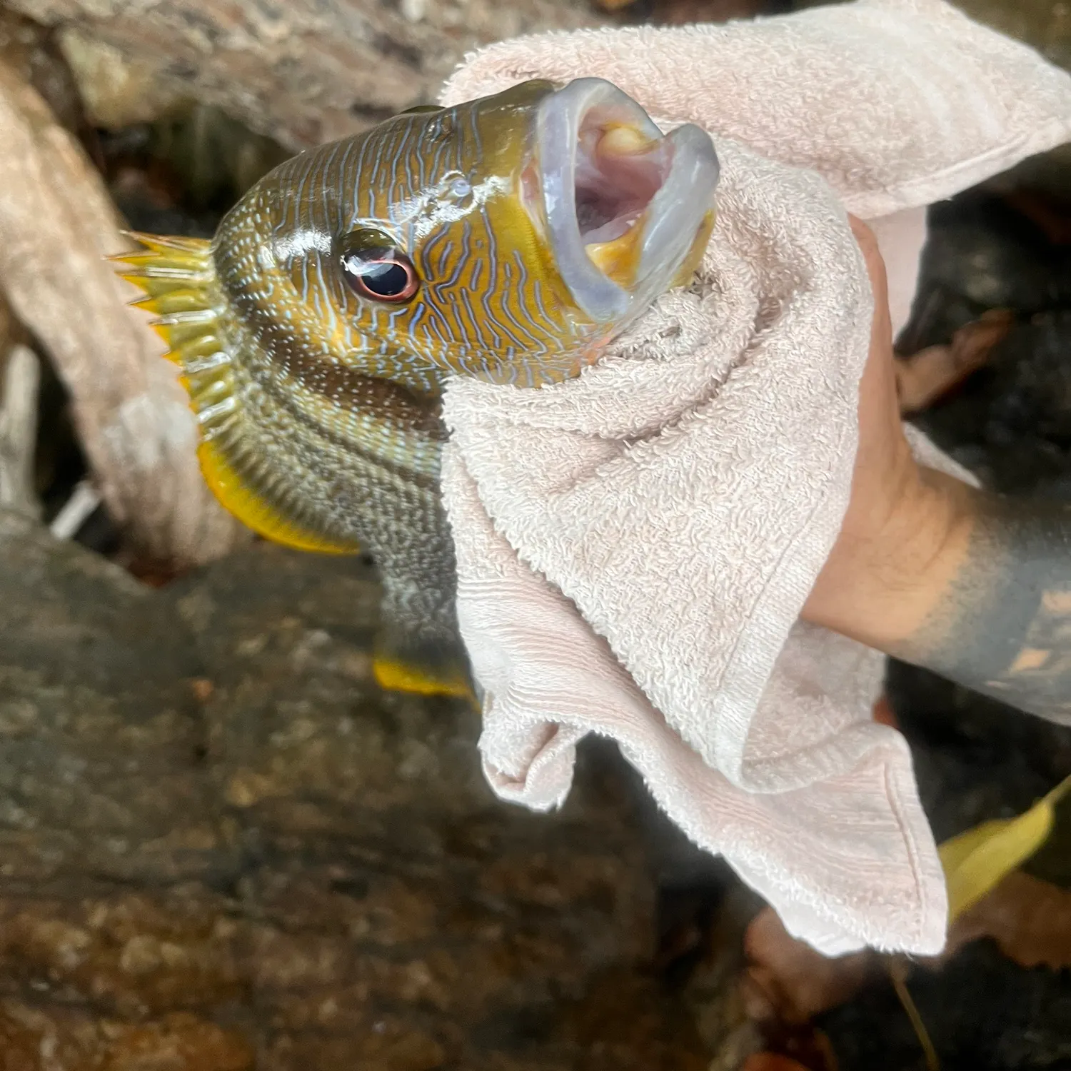 recently logged catches