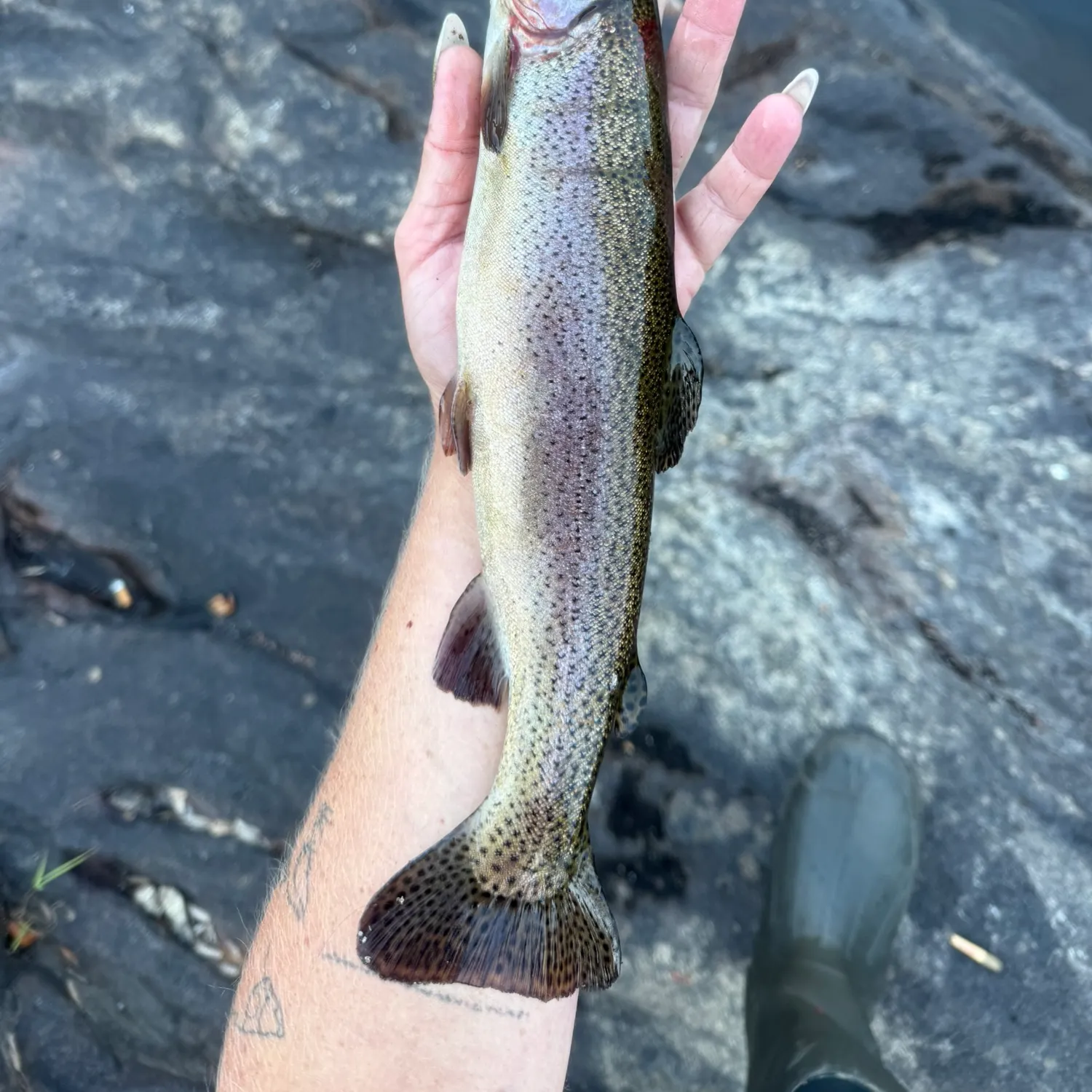 Rainbow trout caught on Fishbrain