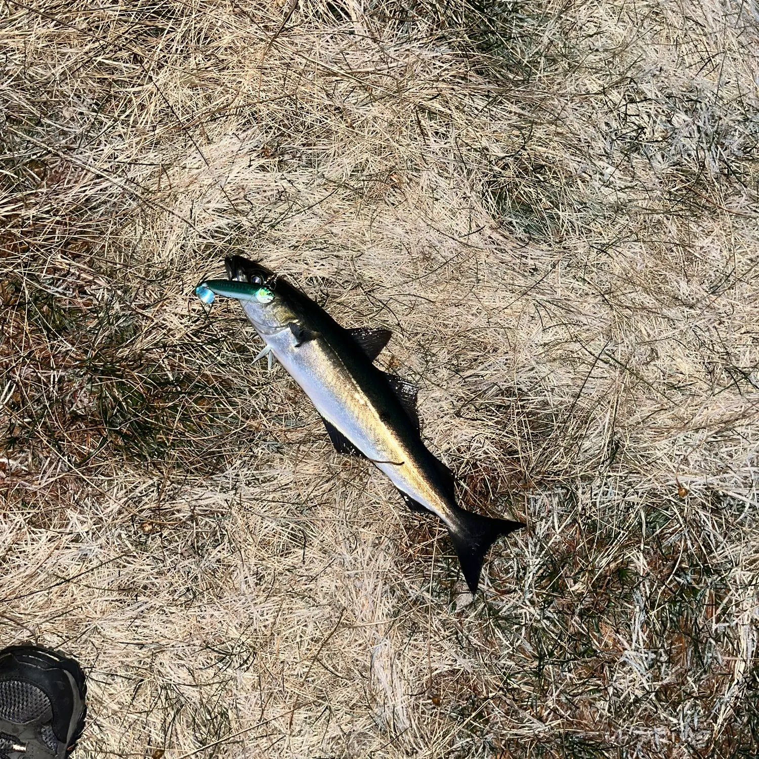 The most recent Pollack catches on Fishbrain