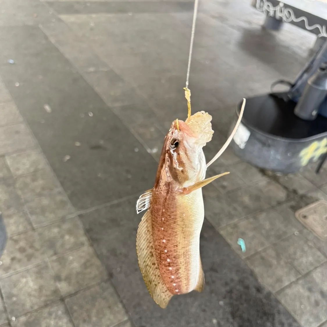 Fish caught on Fishbrain