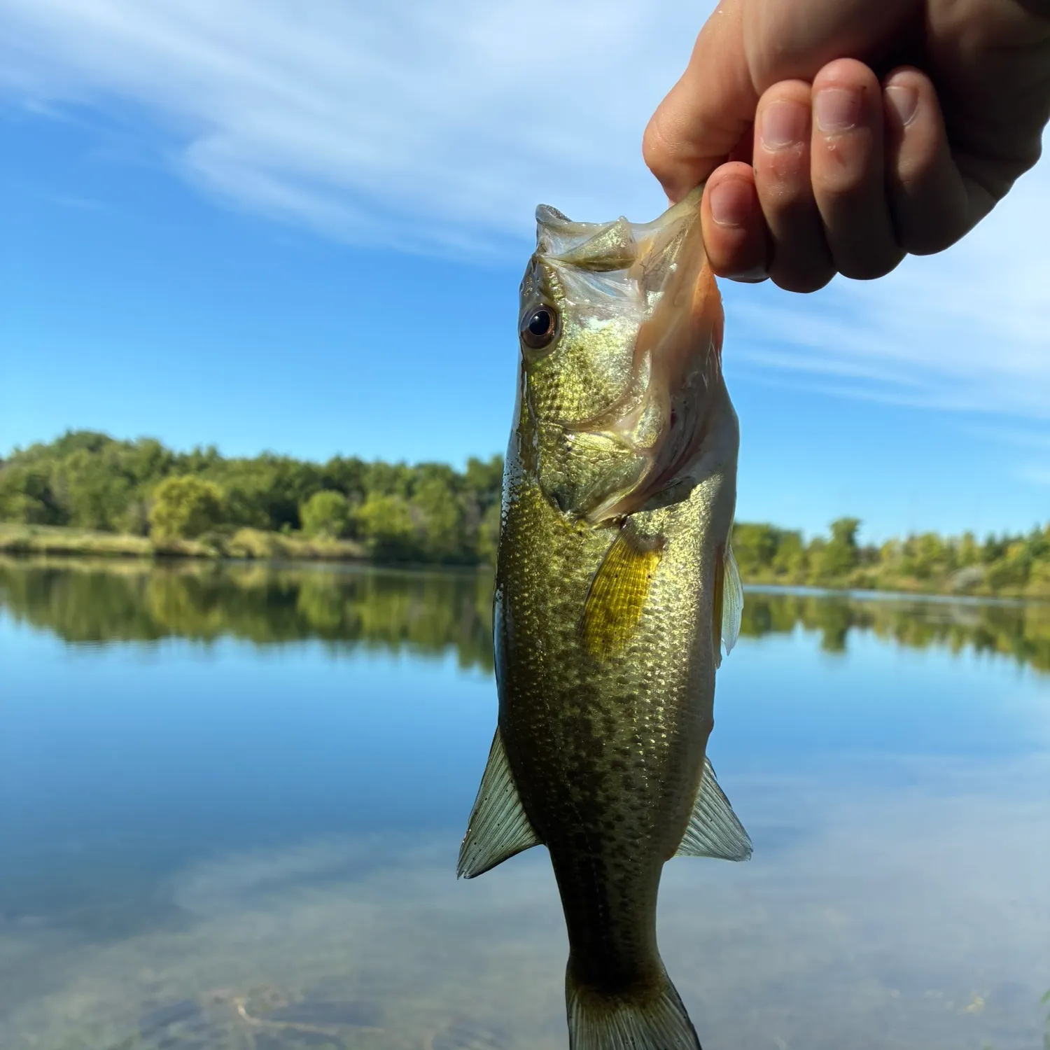 Largemouth bass caught on Fishbrain