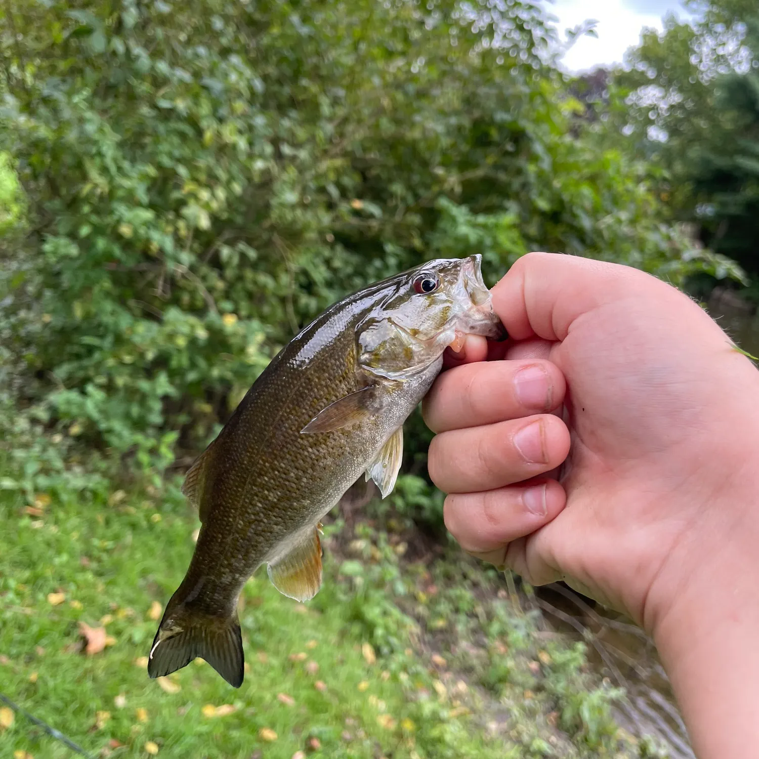 Smallmouth bass caught on Fishbrain