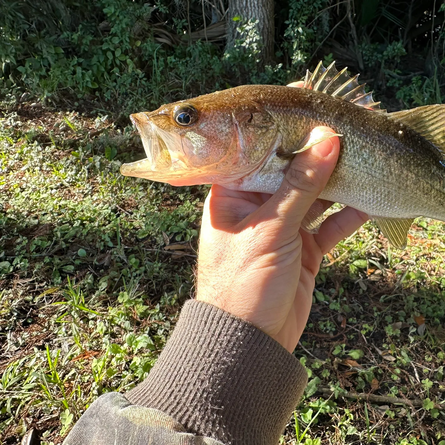 The most recent Largemouth bass catches on Fishbrain