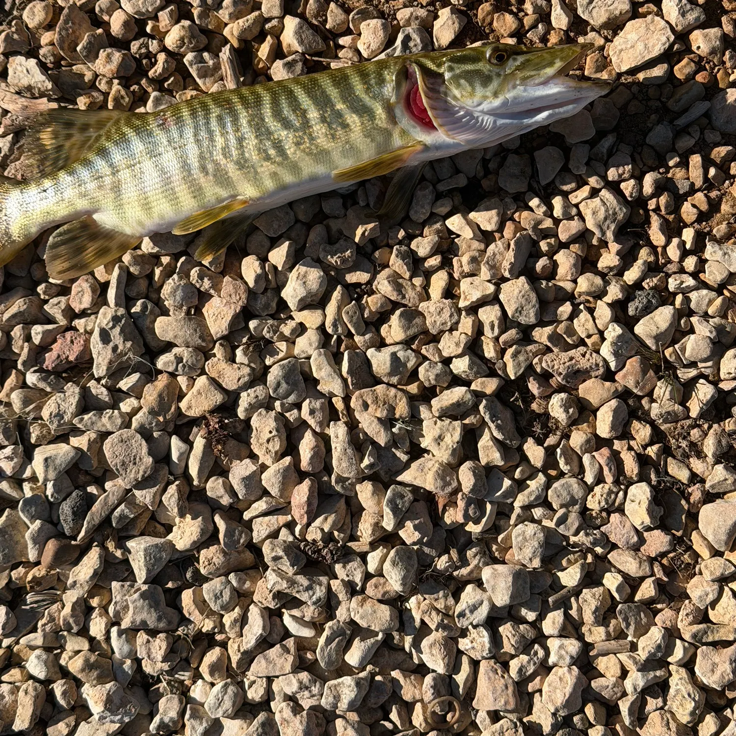 The most recent Tiger muskellunge catches on Fishbrain