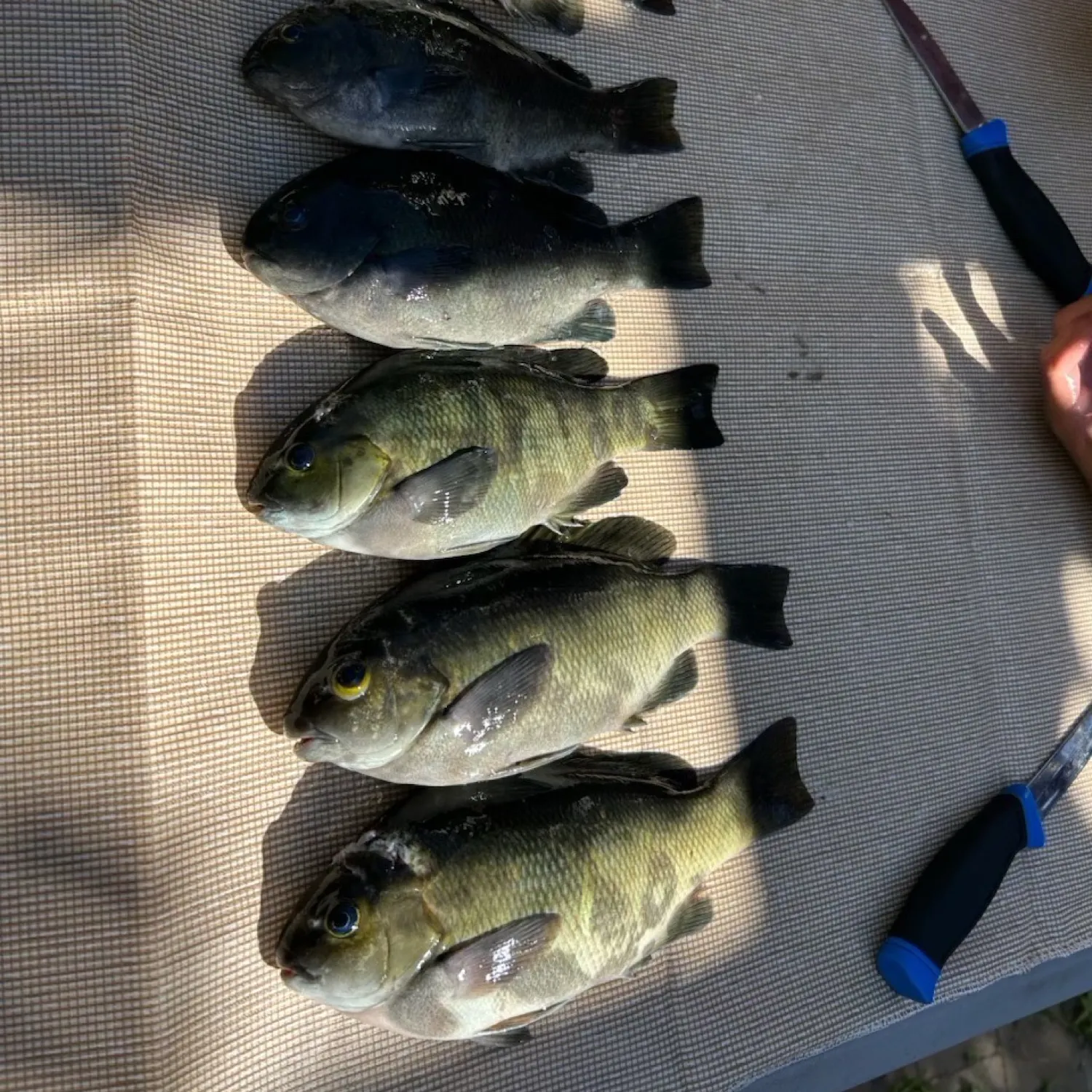 recently logged catches