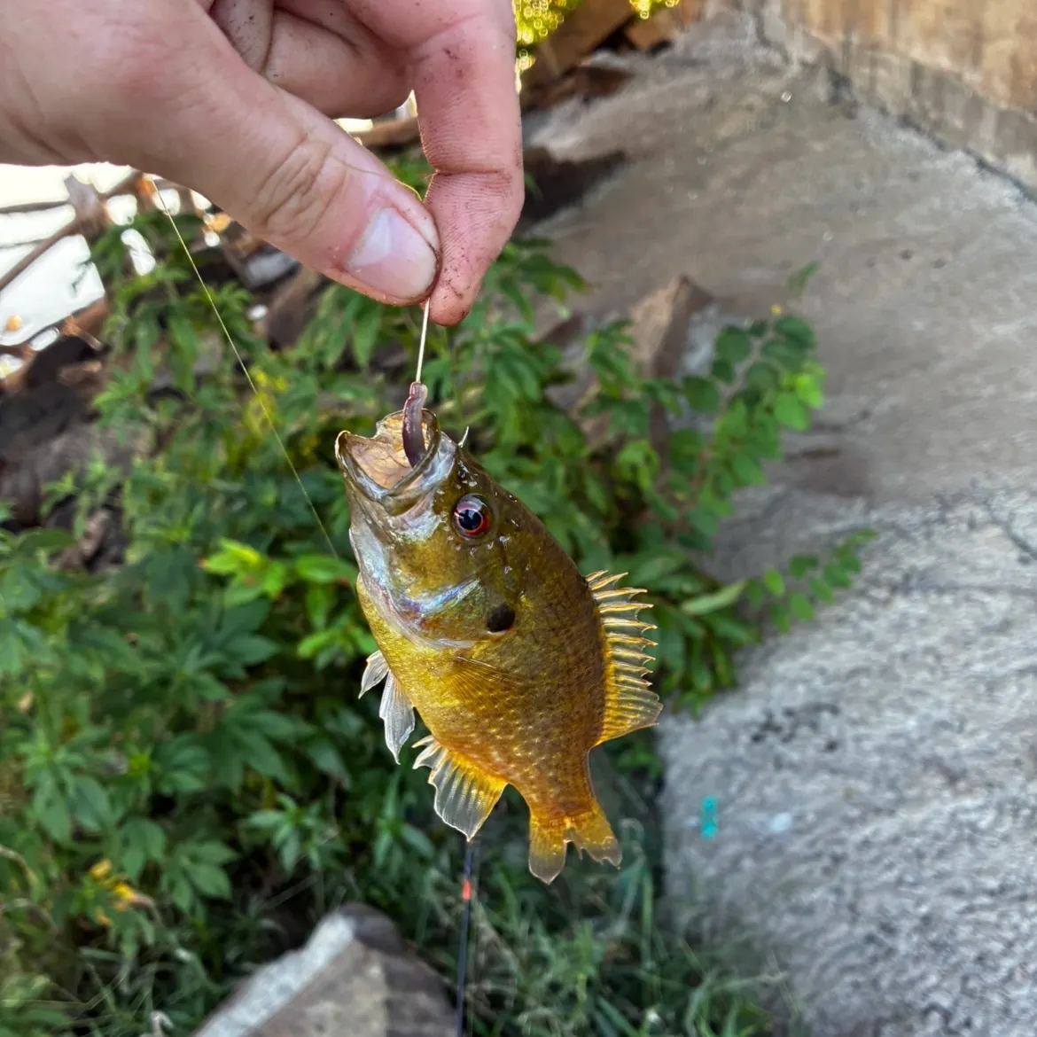 catch