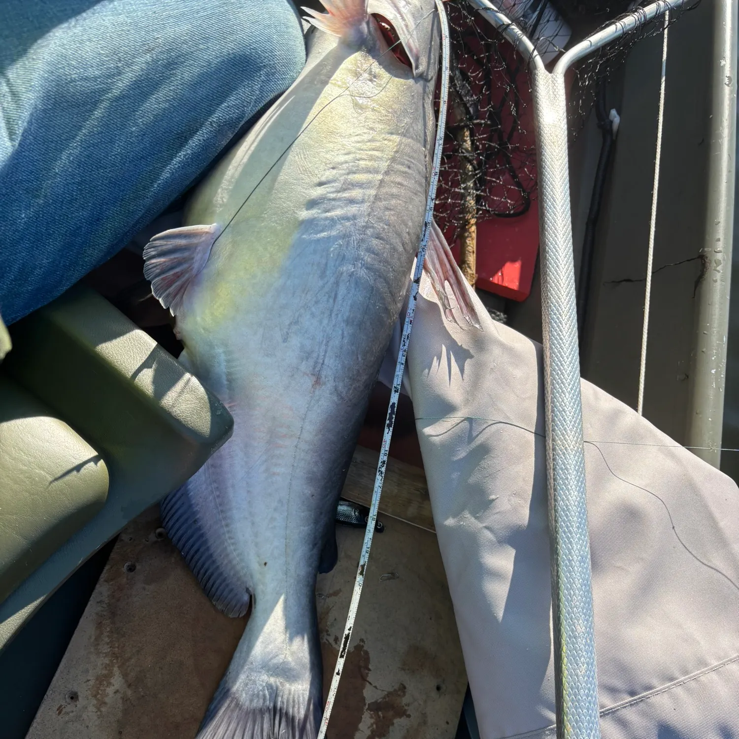Blue catfish caught on Fishbrain