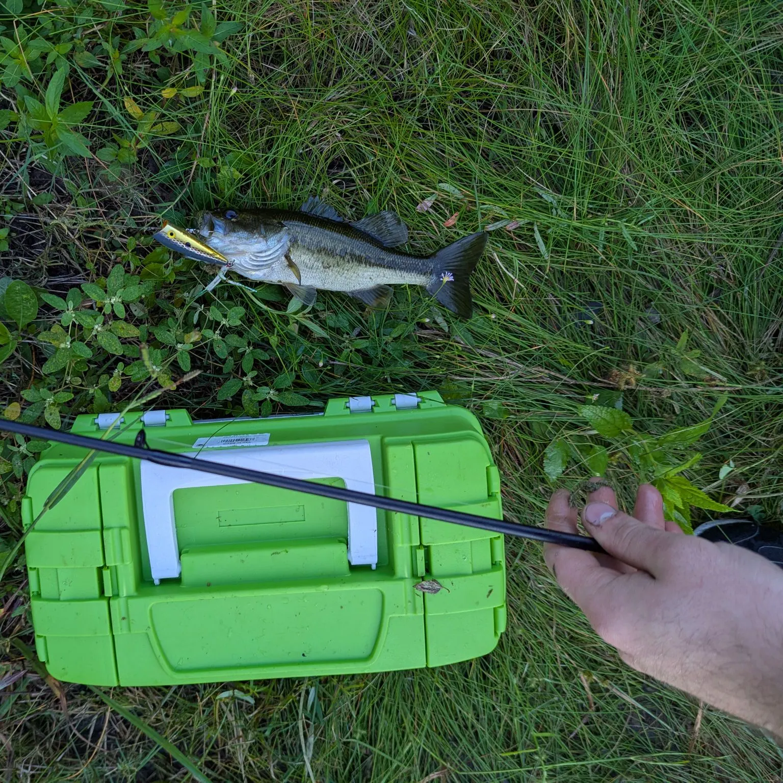 Largemouth bass caught on Fishbrain