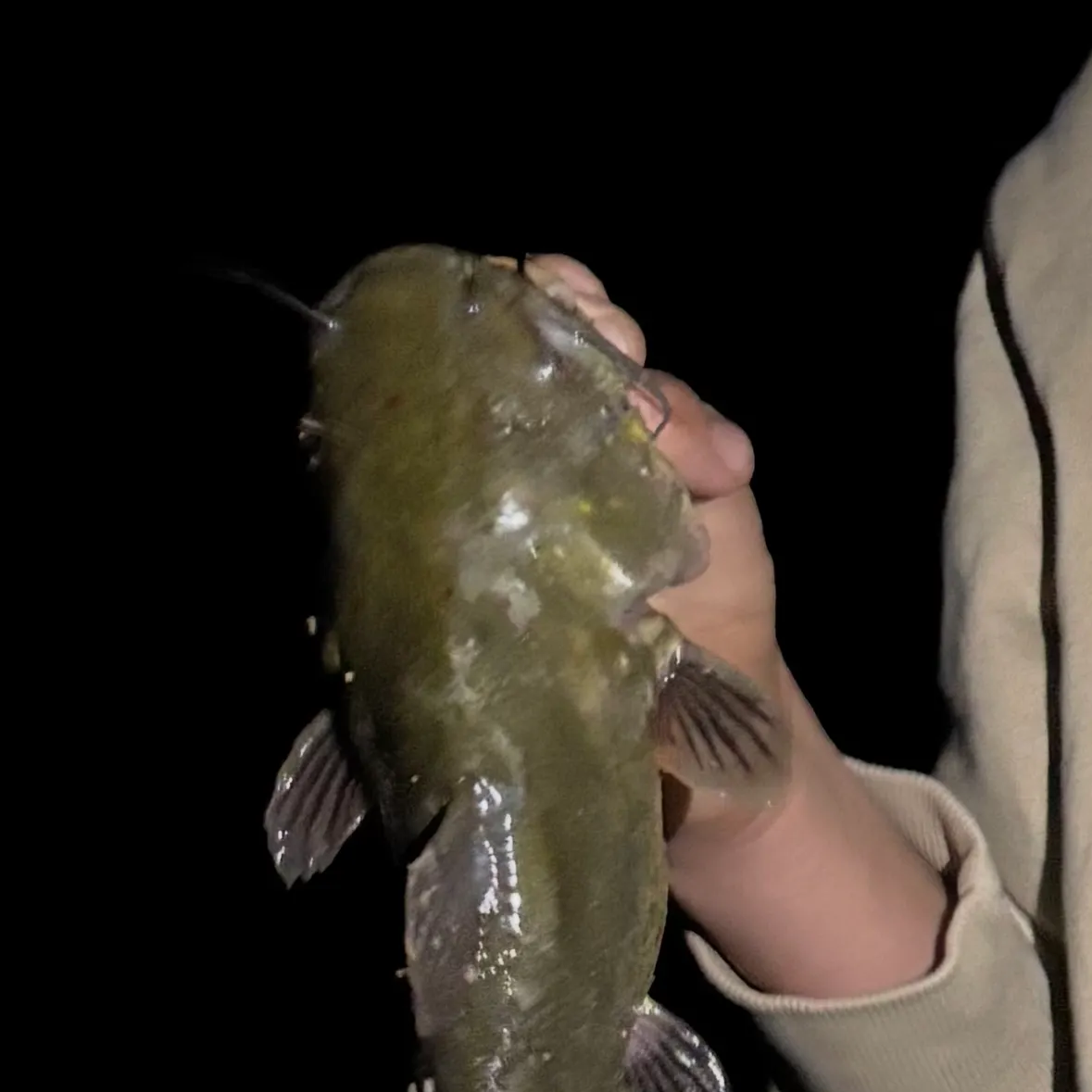 Yellow bullhead caught on Fishbrain