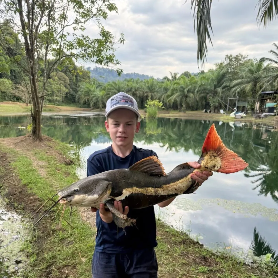 The most recent Redtail catfish catches on Fishbrain