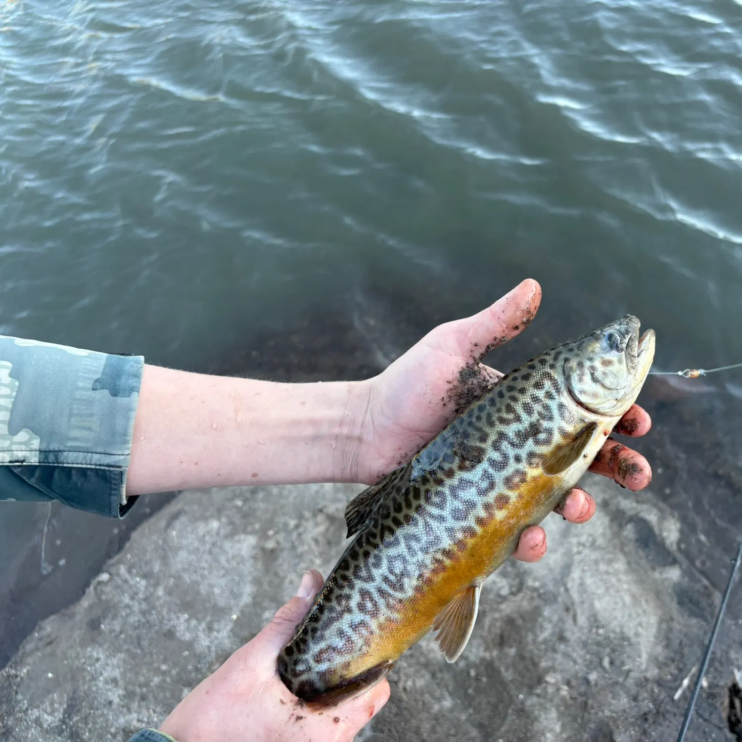 Tiger trout caught on Fishbrain