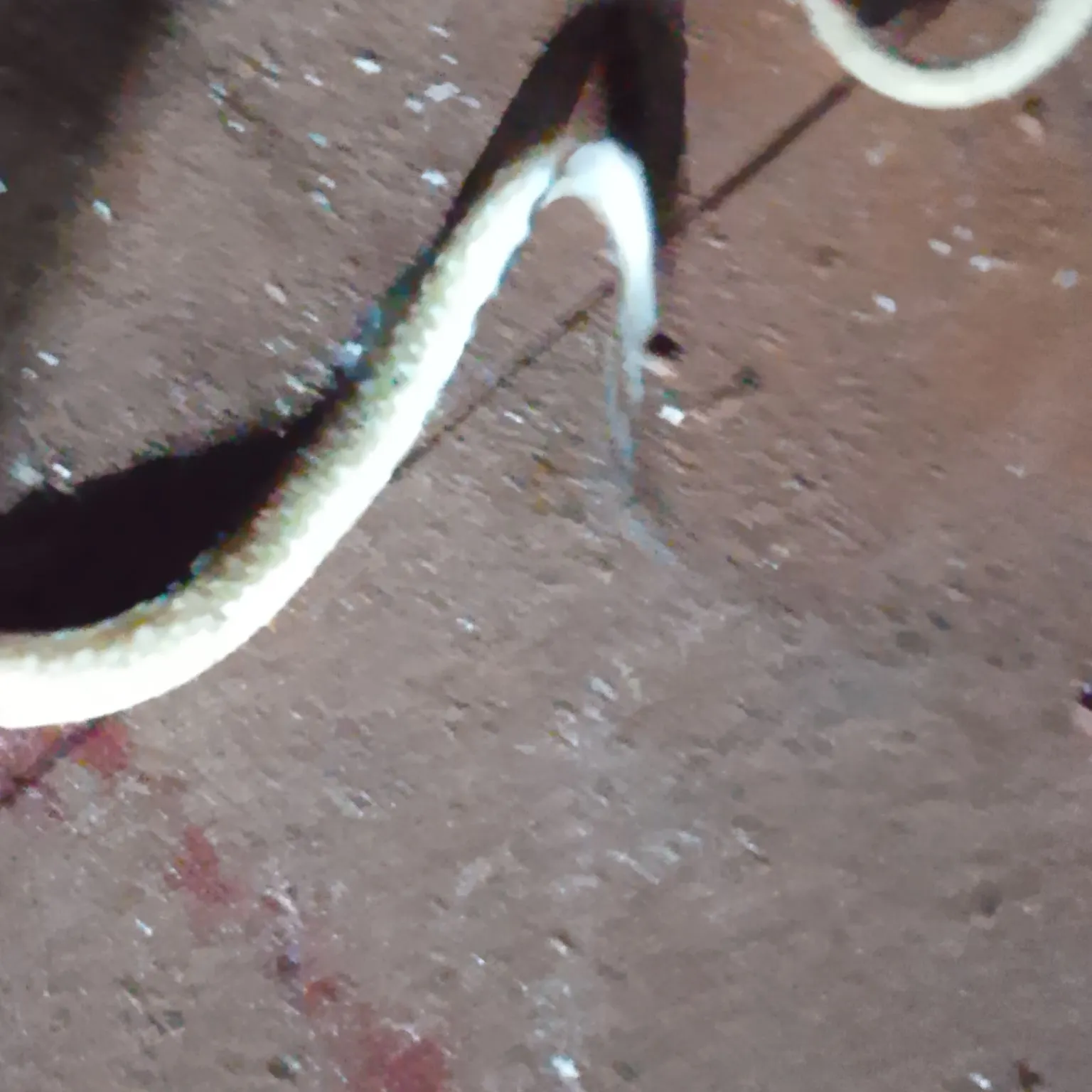 American eel caught on Fishbrain
