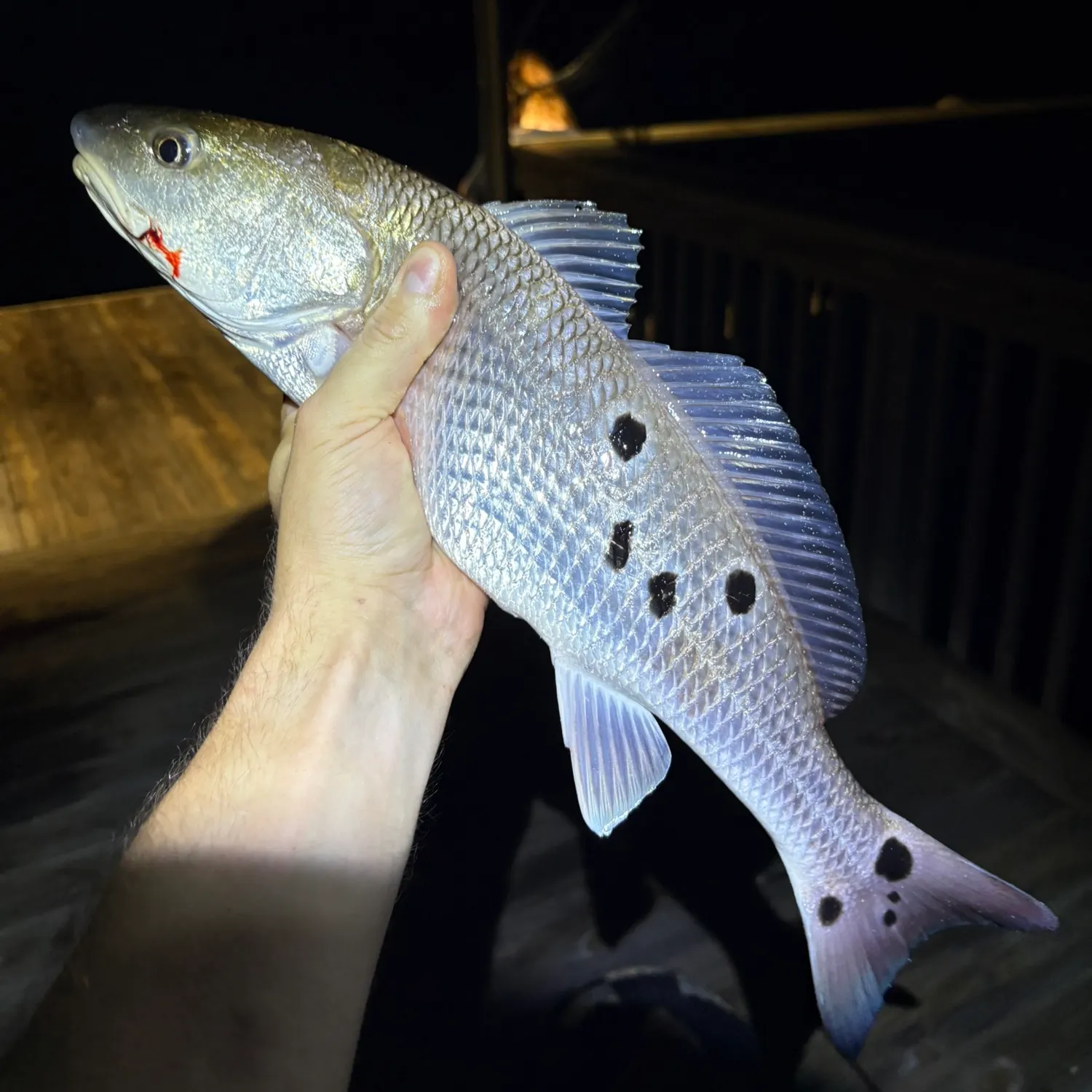 Red drum caught on Fishbrain