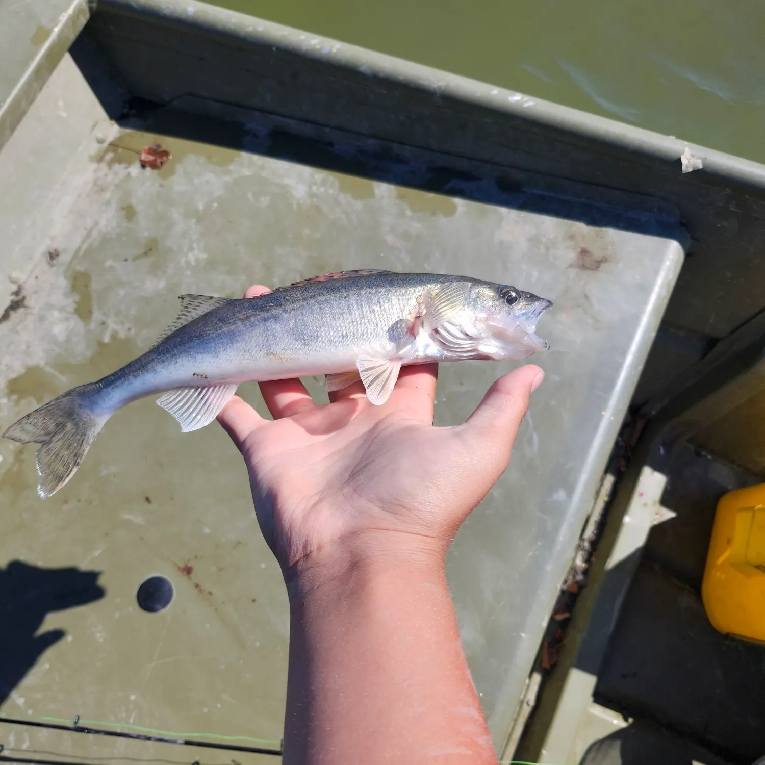 Walleye caught on Fishbrain