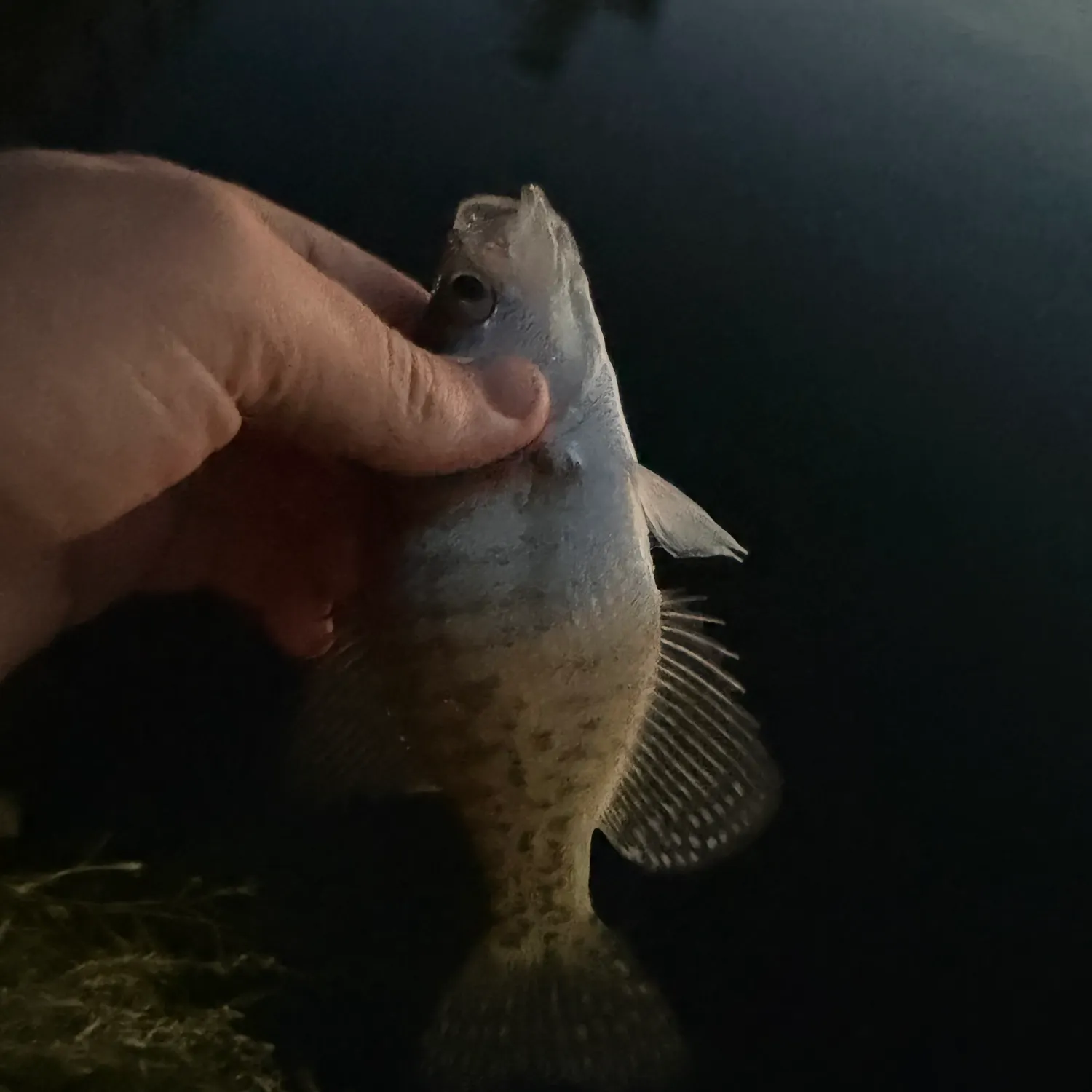White crappie caught on Fishbrain