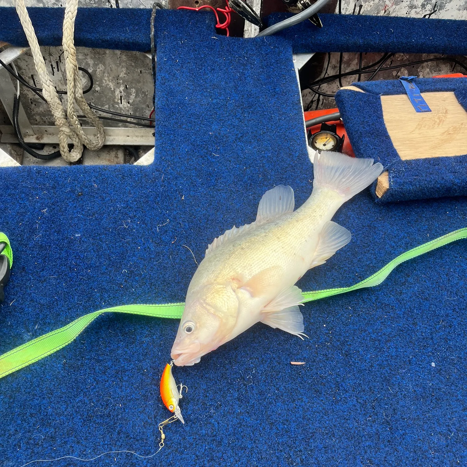 The most recent Golden perch catches on Fishbrain