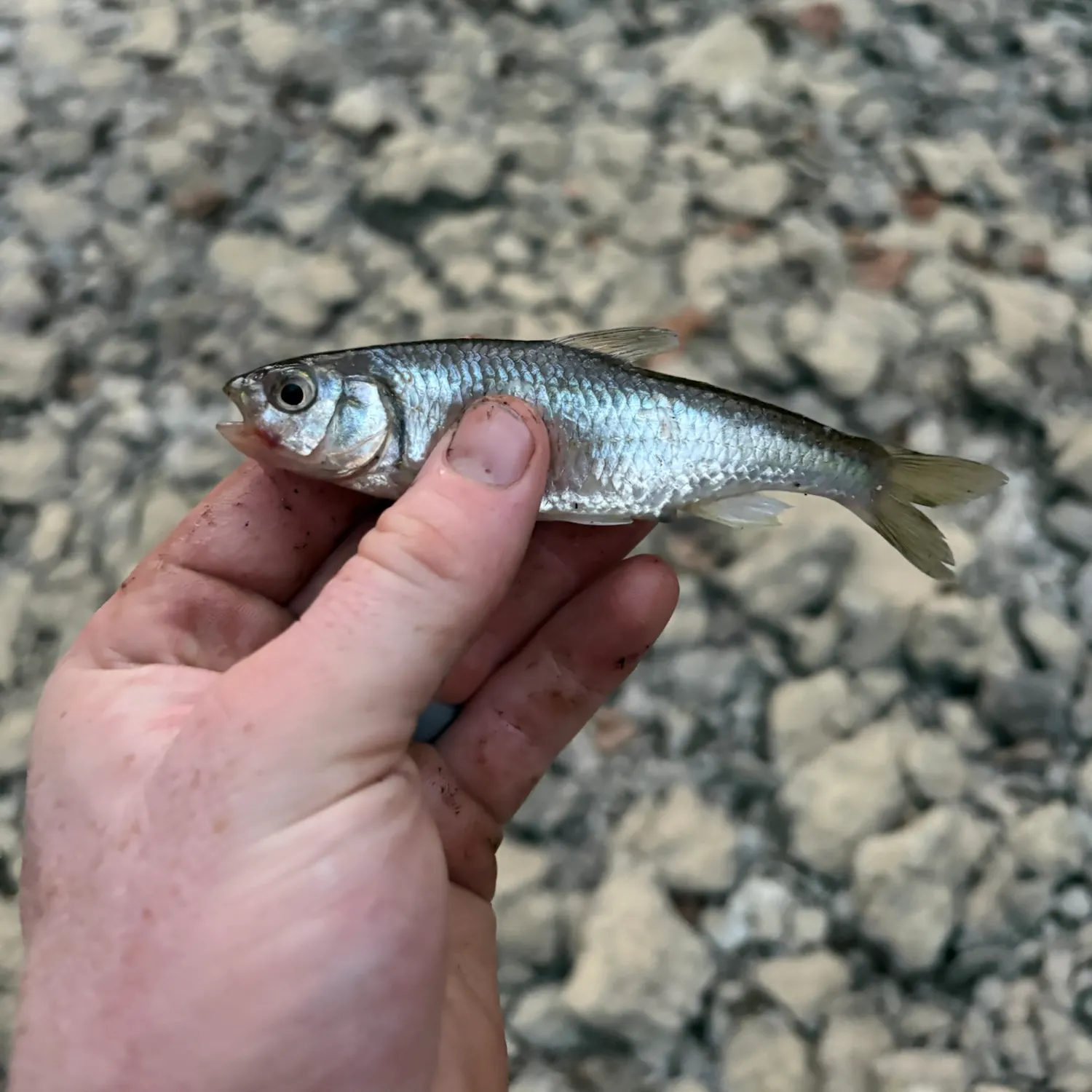 Striped shiner caught on Fishbrain