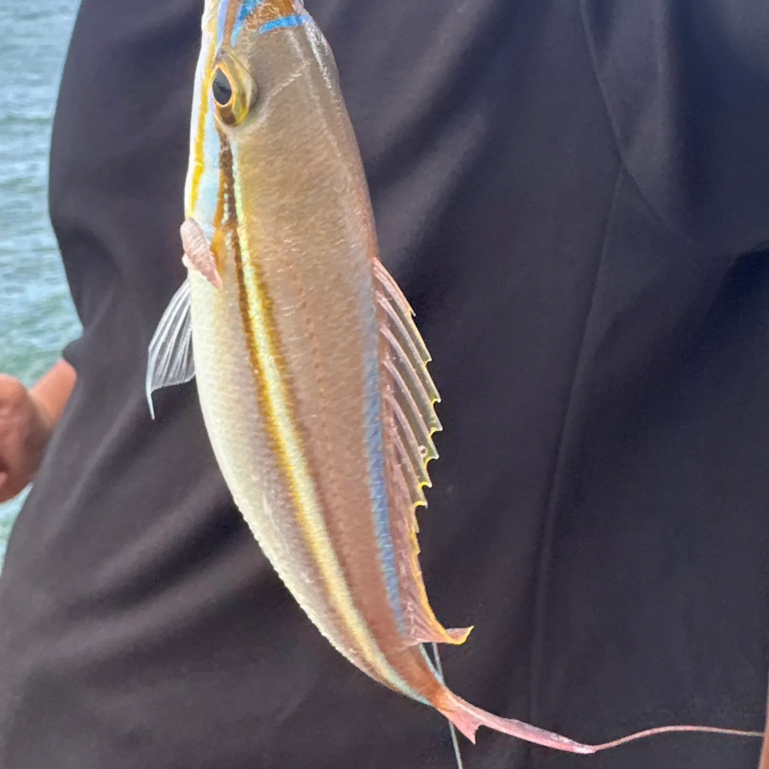 The most recent Paradise whiptail catches on Fishbrain