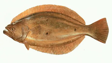 Olive flounder