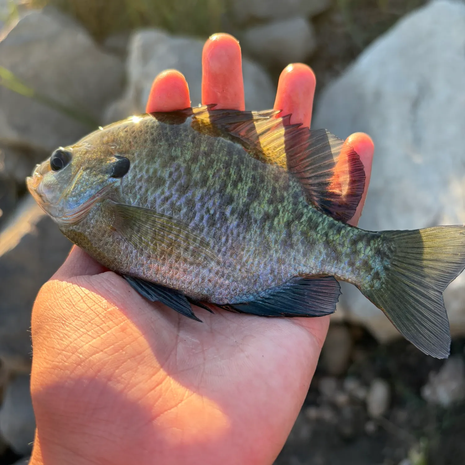 Bluegill caught on Fishbrain
