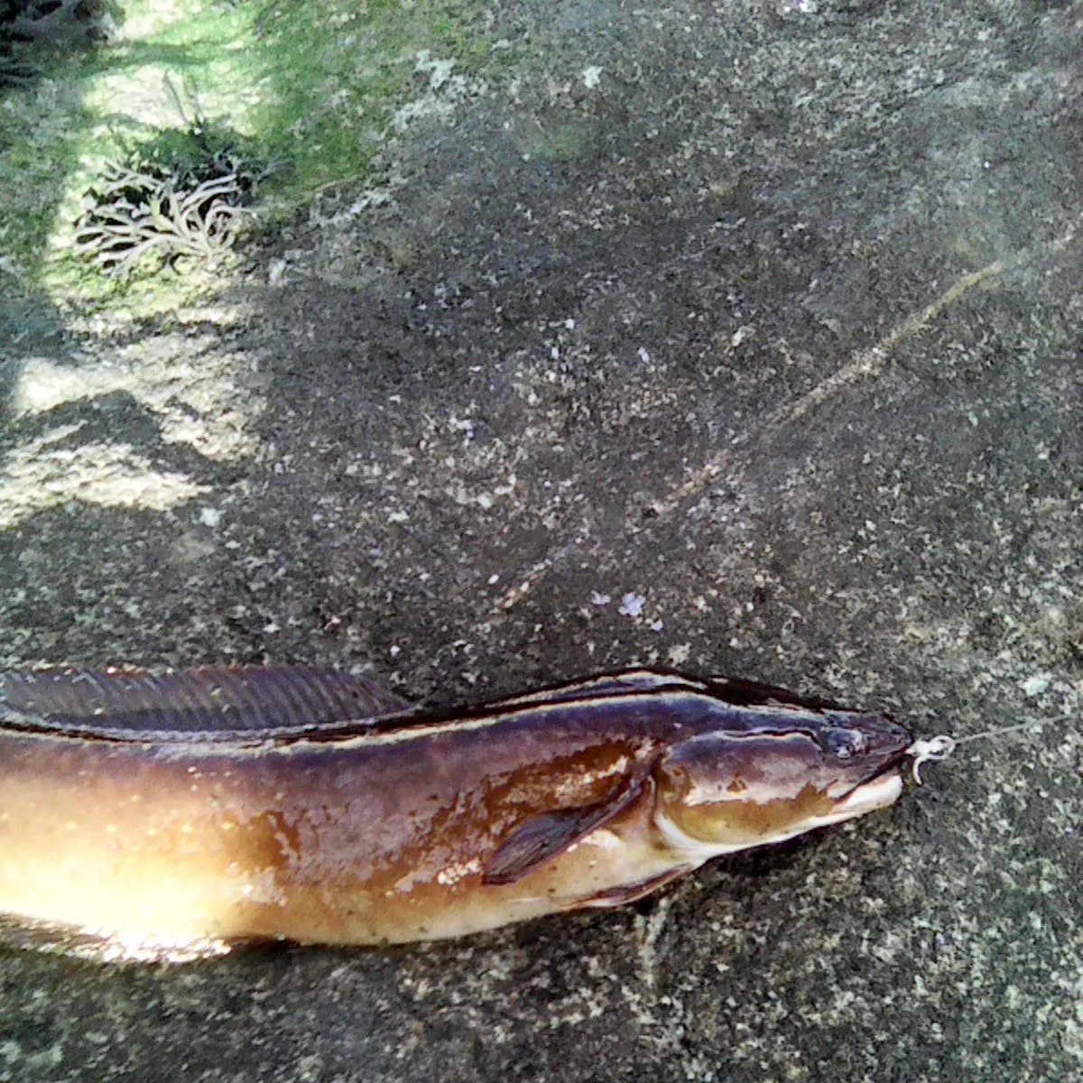 The most recent Three-bearded rockling catches on Fishbrain