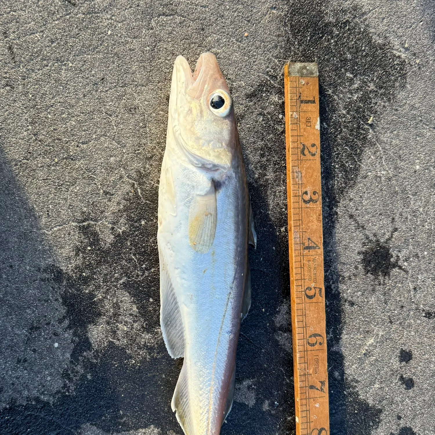 The most recent Whiting catches on Fishbrain