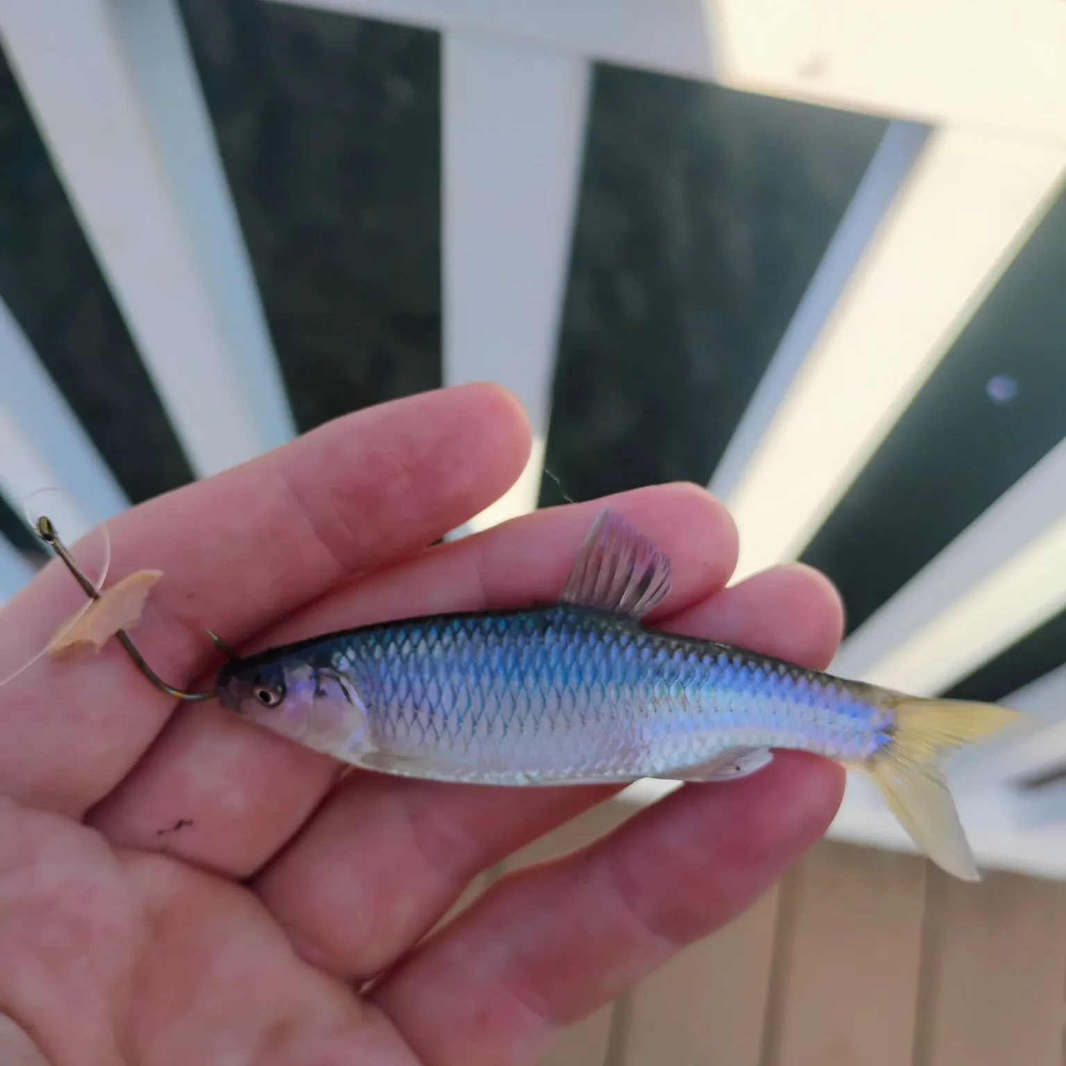 The most recent Spotfin shiner catches on Fishbrain