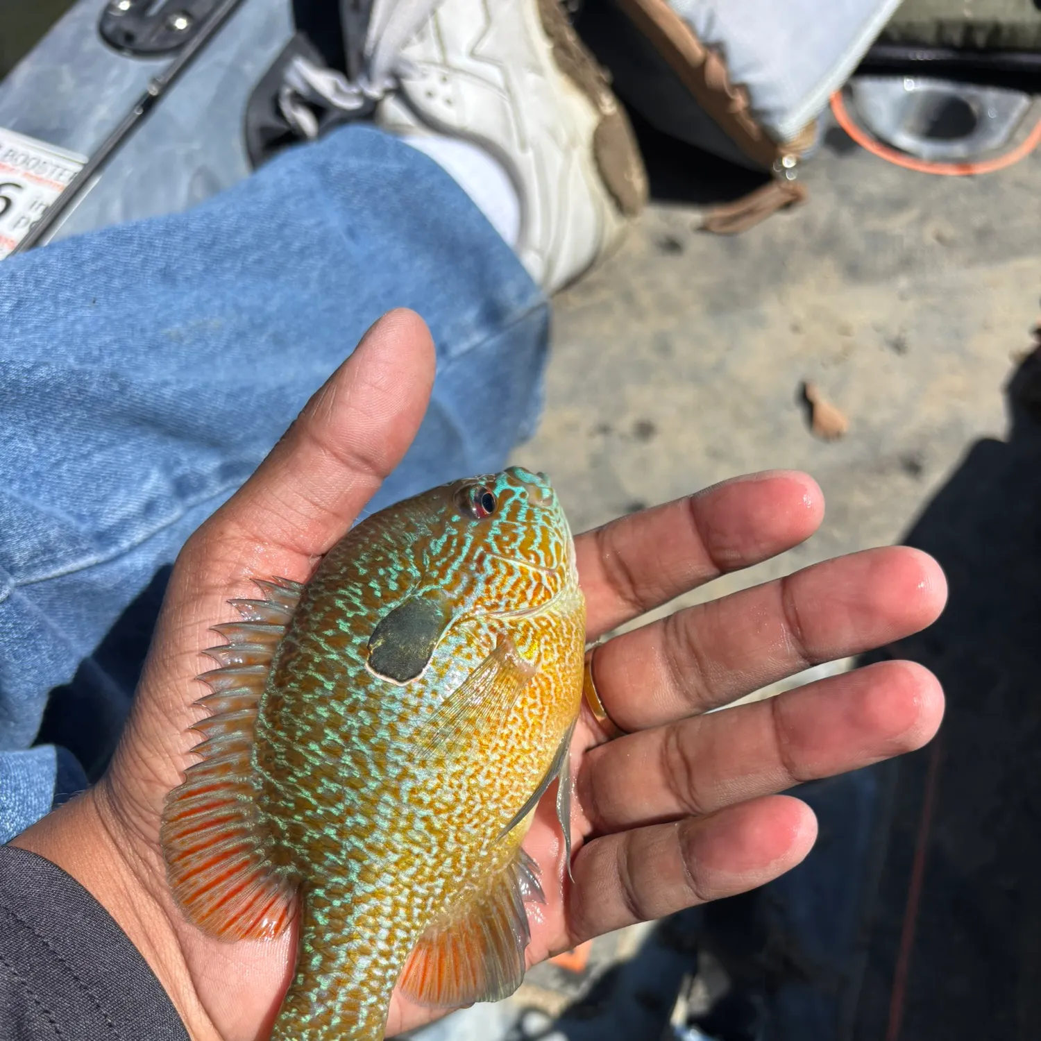 catch