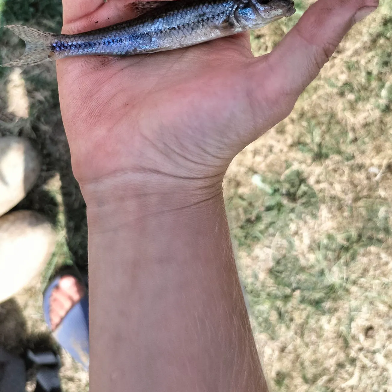 Round goby caught on Fishbrain