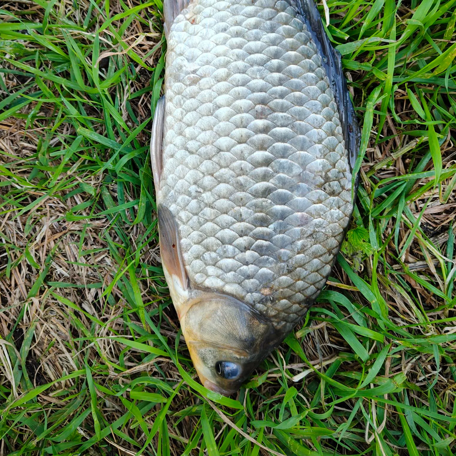 The most recent Prussian carp catches on Fishbrain