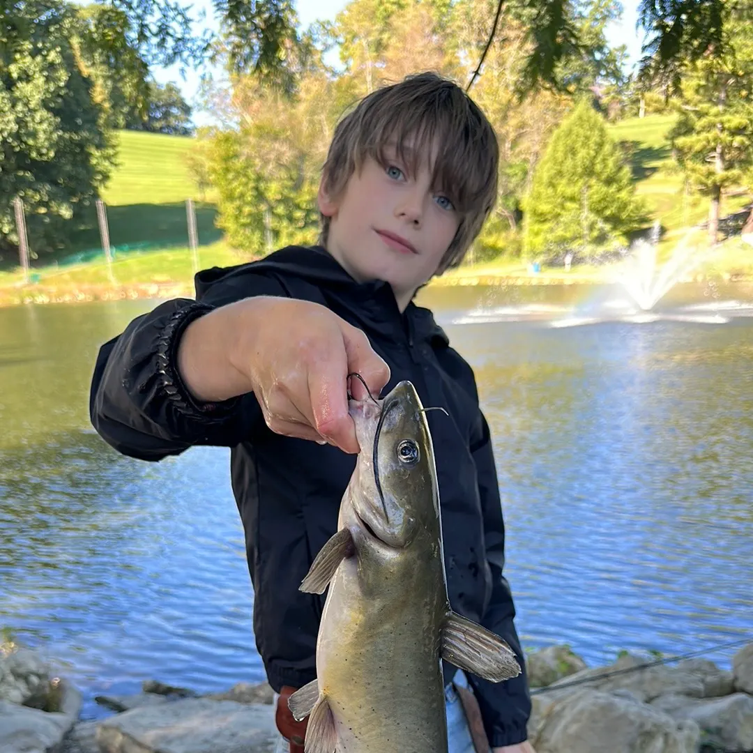 Channel catfish caught on Fishbrain