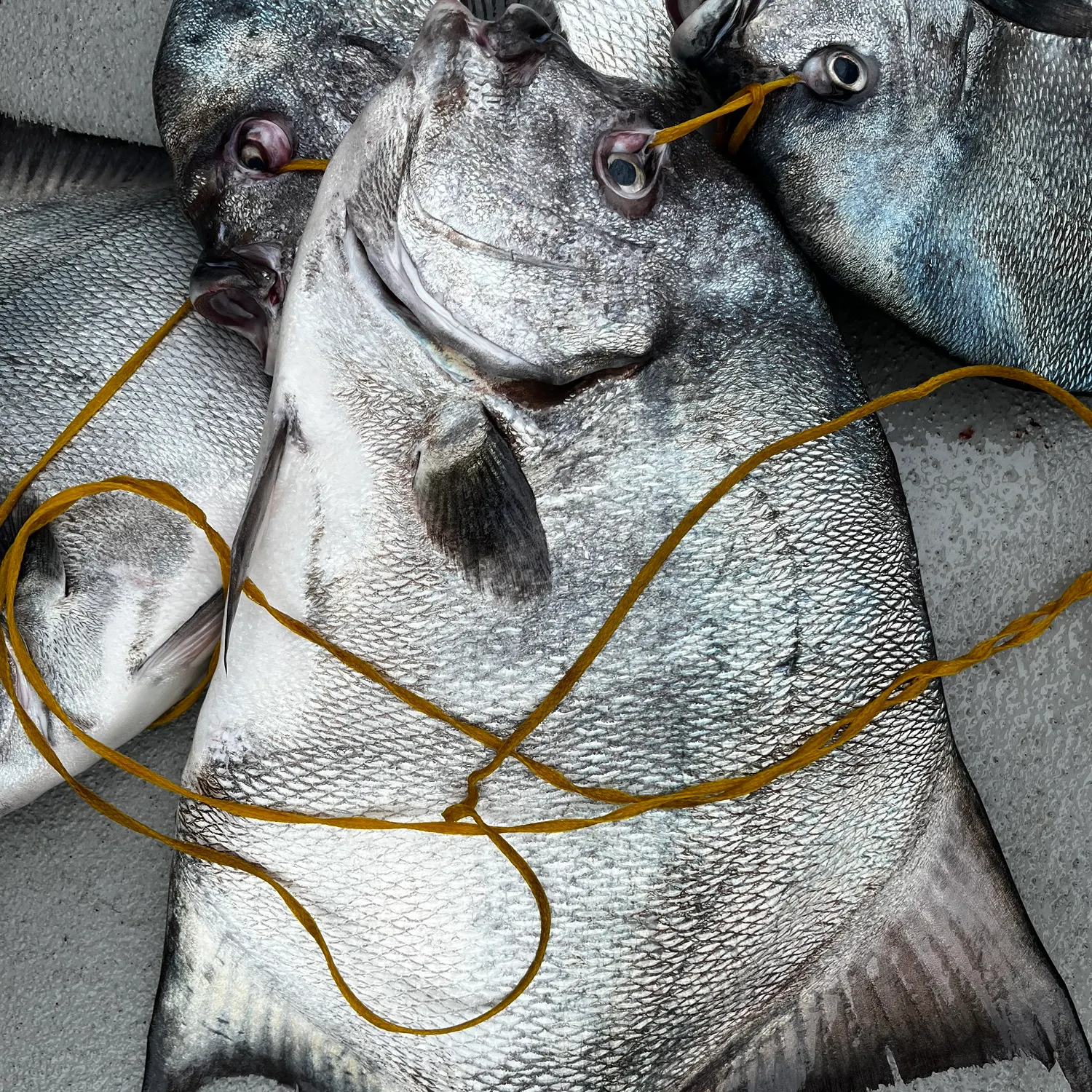 The most recent Pacific spadefish catches on Fishbrain