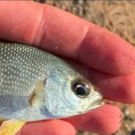 The most recent Oriental sweetlips catches on Fishbrain