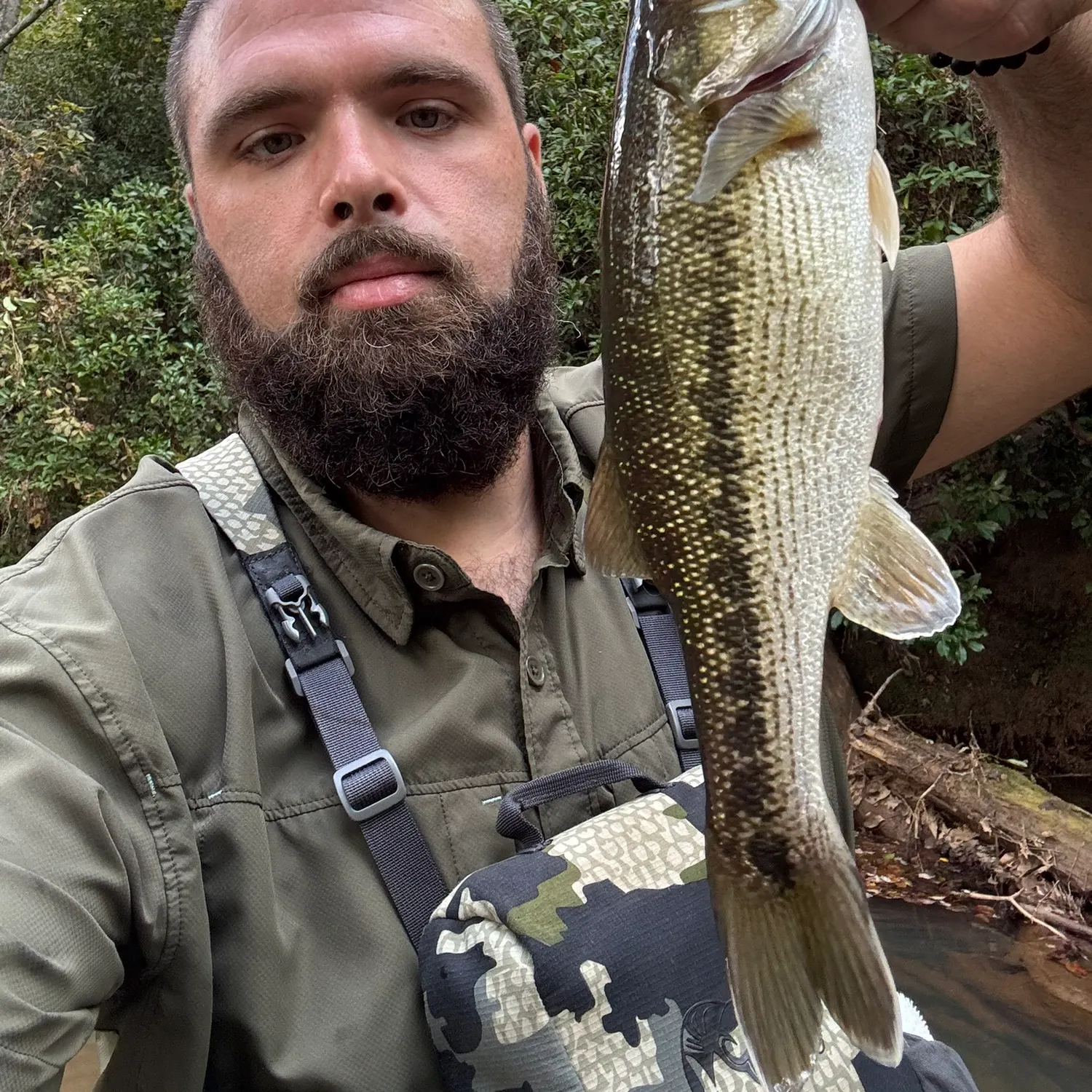 Spotted bass caught on Fishbrain