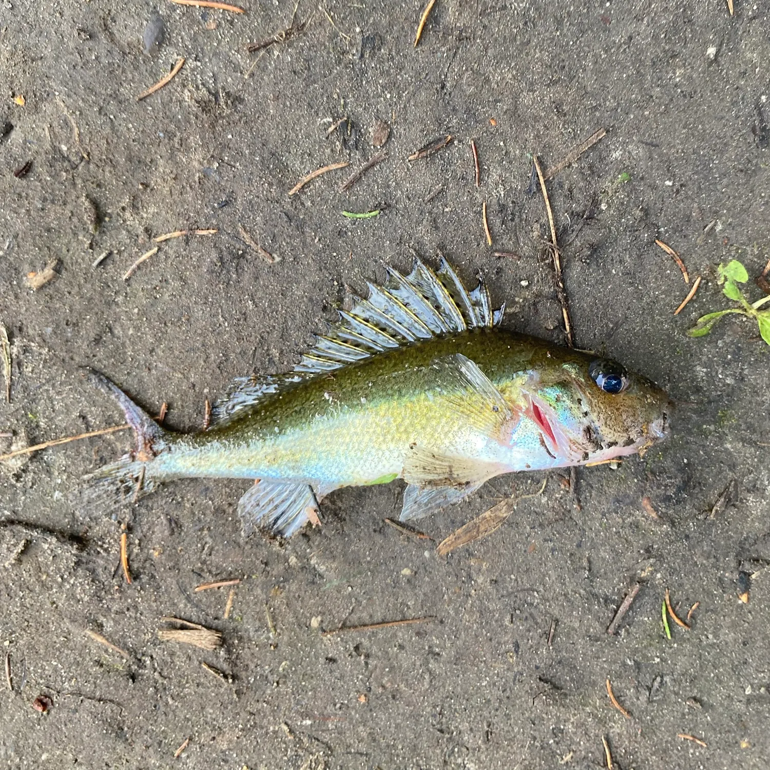The most recent Eurasian ruffe catches on Fishbrain