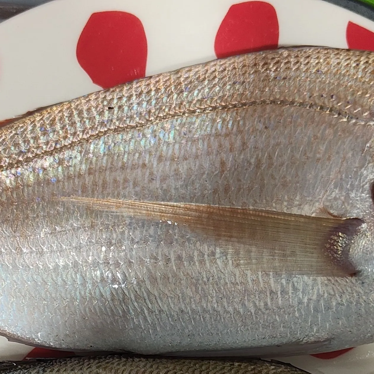 The most recent Common pandora catches on Fishbrain