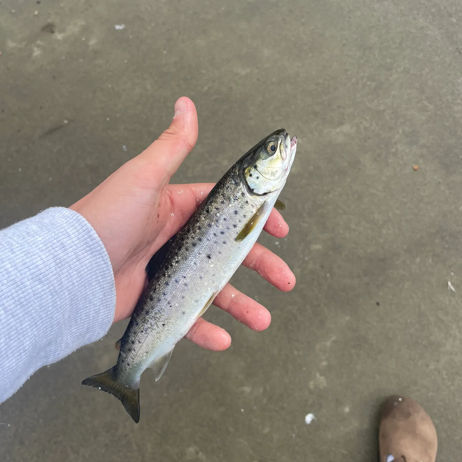 Sea trout caught on Fishbrain