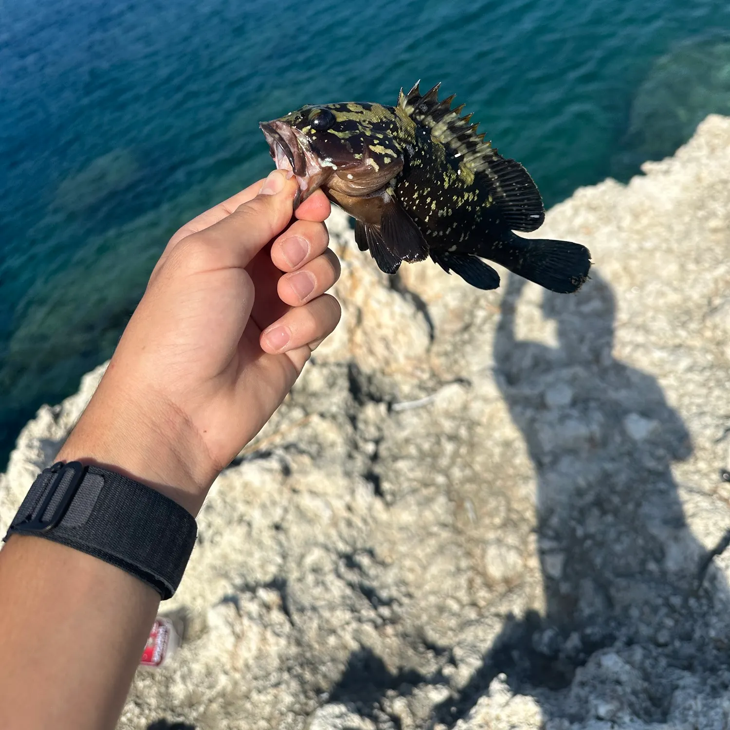 The most recent Nassau grouper catches on Fishbrain
