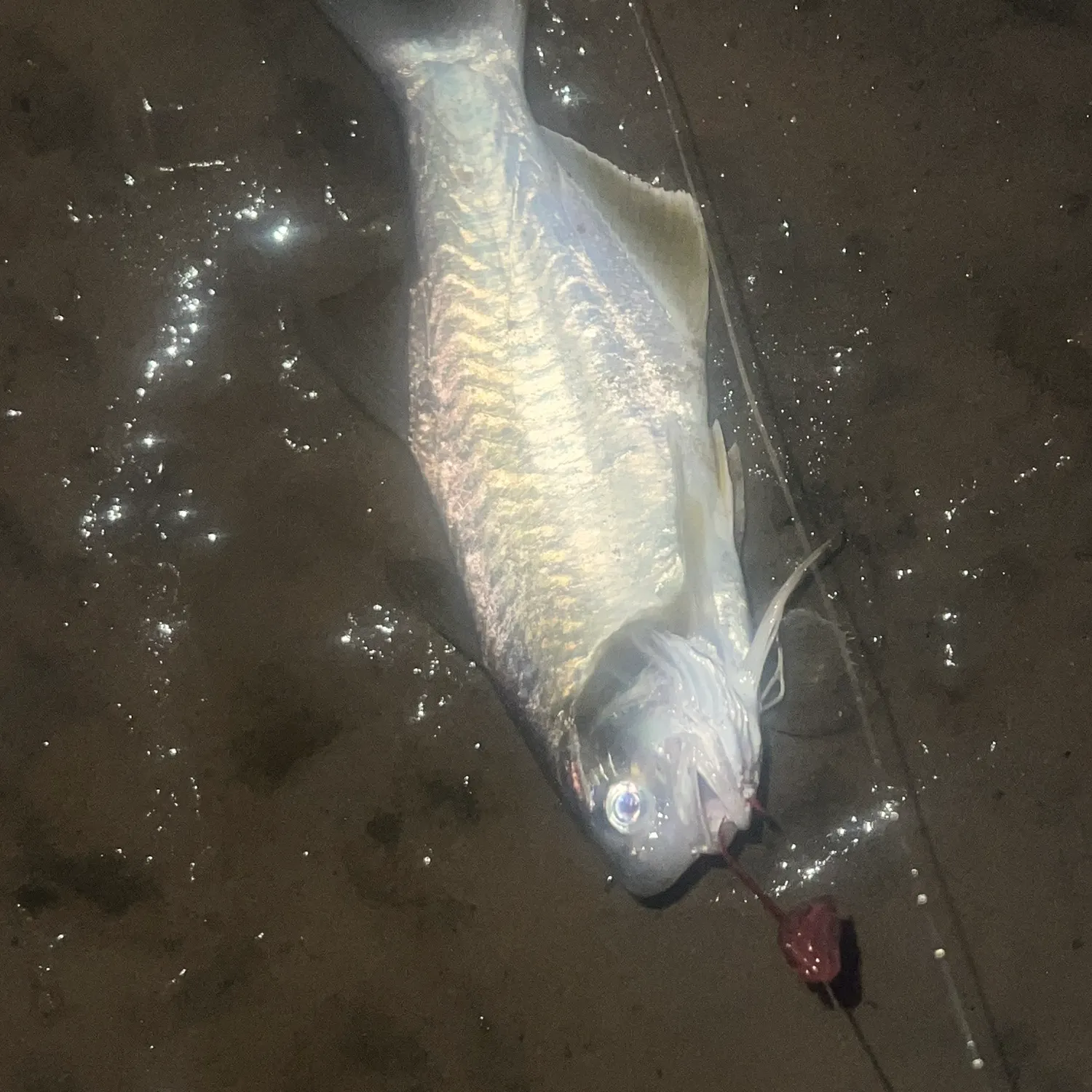 The most recent King threadfin catches on Fishbrain