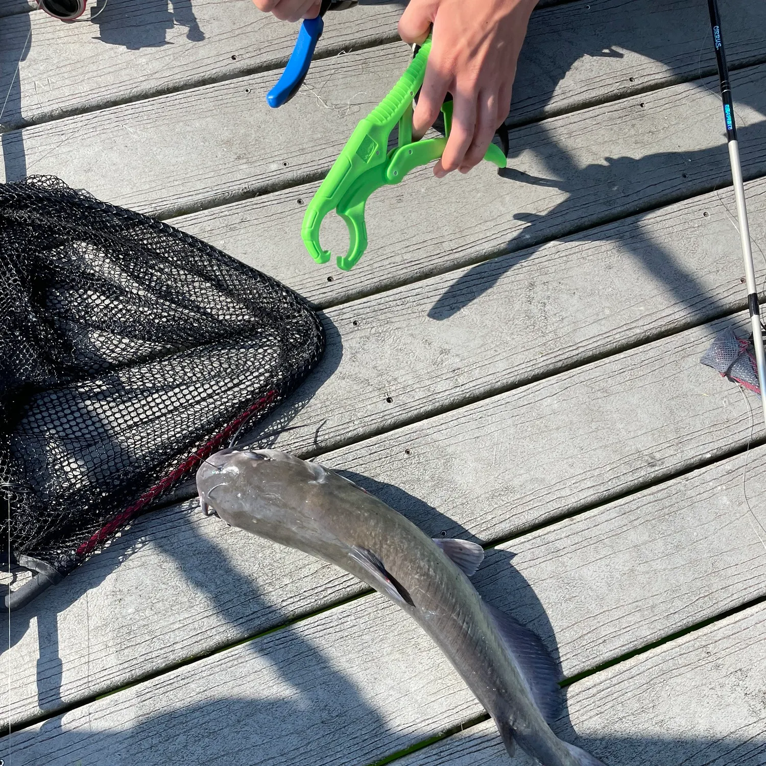 recently logged catches