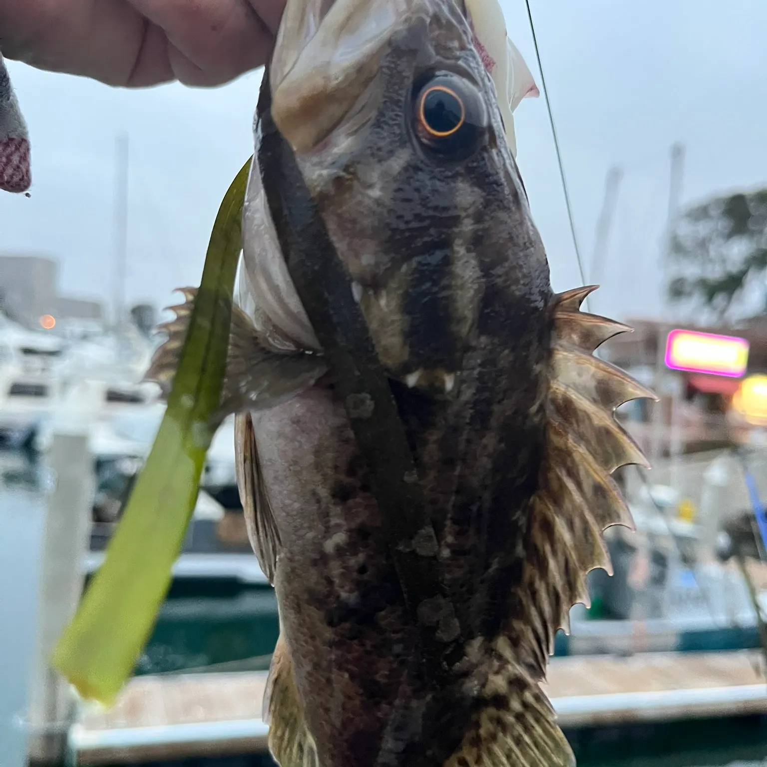 catch